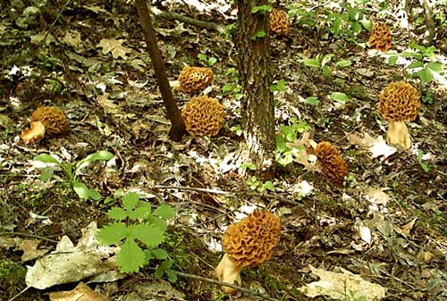  Image name: Morchella_rotunda8.jpg 
 width: 500 pixel 
 height: 337 pixel 
 Size: 59810 bytes 
 Click to enlarge 